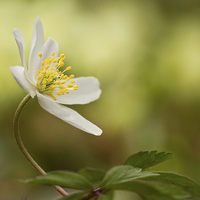Buy canvas prints of Wood Anemone by Sue Dudley