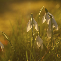 Buy canvas prints of Sunset Snowdrops by Sue Dudley