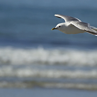 Buy canvas prints of Summer Seagull by Sue Dudley