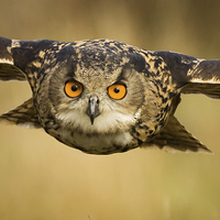 Buy canvas prints of European Eagle Owl in Flight by Sue Dudley