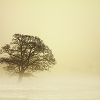Buy canvas prints of Tree in Mist by Sue Dudley
