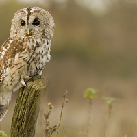 Buy canvas prints of Tawny Owl Study by Sue Dudley