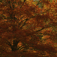 Buy canvas prints of Autumn Tree by Sue Dudley