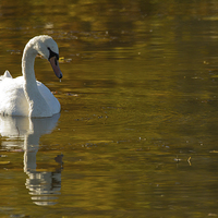 Buy canvas prints of Autumn Swan by Sue Dudley