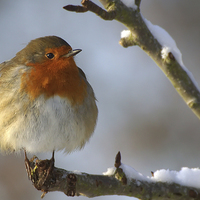 Buy canvas prints of Winter Robin by Sue Dudley
