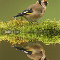 Buy canvas prints of Goldfinch Reflections by Sue Dudley