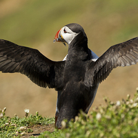 Buy canvas prints of Puffin Posing with Sandeels by Sue Dudley