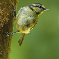 Buy canvas prints of Juvenile Blue Tit on Tree Trunk by Sue Dudley