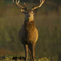 Buy canvas prints of Autumn Stag by Sue Dudley