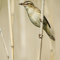 Buy canvas prints of Sedge Warbler with Food by Sue Dudley