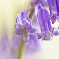 Buy canvas prints of Bluebell detail by Sue Dudley