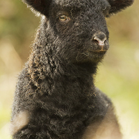 Buy canvas prints of Black Spring Lamb by Sue Dudley