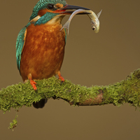 Buy canvas prints of Kingfisher with Catch by Sue Dudley