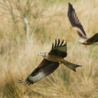 Buy canvas prints of Red Kites in Flight by Sue Dudley
