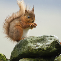 Buy canvas prints of Red Squirrel by Sue Dudley