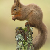 Buy canvas prints of Red Squirrel in the Rain by Sue Dudley