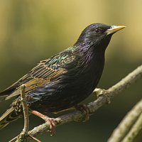 Buy canvas prints of The Stunning Starling by Sue Dudley