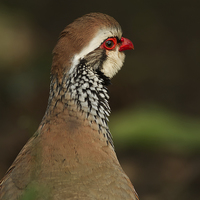 Buy canvas prints of Red Legged Partridge by Sue Dudley