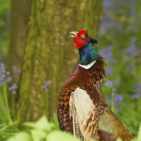 Buy canvas prints of Cock of the Wood by Sue Dudley