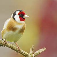 Buy canvas prints of Colourful Goldfinch by Sue Dudley