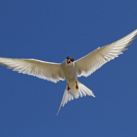 Buy canvas prints of  Arctic Tern by Sue Dudley