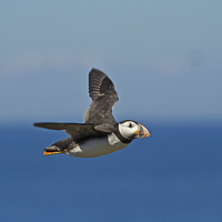 Buy canvas prints of  Flight of the Puffin by Sue Dudley
