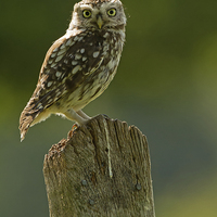 Buy canvas prints of  Morning Owl by Sue Dudley