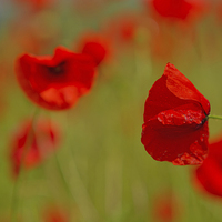 Buy canvas prints of Poppy Contrasts by Sue Dudley