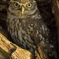 Buy canvas prints of  Little Owl in Tree by Sue Dudley
