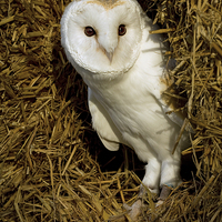 Buy canvas prints of  Barn Owl in Straw by Sue Dudley