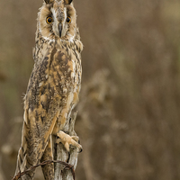 Buy canvas prints of  Long Eared Owl by Sue Dudley