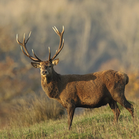 Buy canvas prints of  Autumnal Stag by Sue Dudley