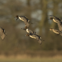 Buy canvas prints of  Pintail Ducks in Flight by Sue Dudley