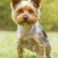 Buy canvas prints of  Yorkshire Terrier by Sue Dudley