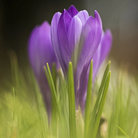 Buy canvas prints of  Early Crocuses by Sue Dudley