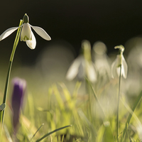 Buy canvas prints of Solitary Snowdrop by Sue Dudley