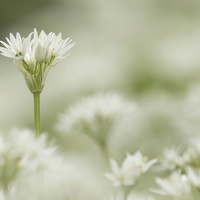 Buy canvas prints of  Wild Garlic Flowers by Sue Dudley