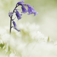 Buy canvas prints of  Bluebell Amongst White Flowers by Sue Dudley