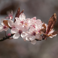 Buy canvas prints of  Spring Blossom by Sue Dudley