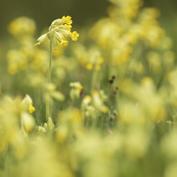 Buy canvas prints of  Spring Cowslips by Sue Dudley