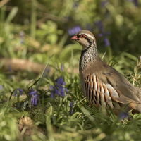 Buy canvas prints of  Partridge in Bluebells by Sue Dudley