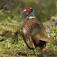 Buy canvas prints of  Cock Pheasant in Bluebells by Sue Dudley