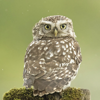 Buy canvas prints of  Little Owl in the Rain by Sue Dudley