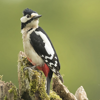 Buy canvas prints of  Woodpecker on Dry Stone Wall by Sue Dudley