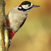 Buy canvas prints of  Autumnal Woodpecker by Sue Dudley