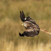Buy canvas prints of Red Kite in Flight by Sue Dudley