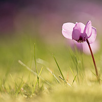 Buy canvas prints of Wild Autumn Cyclamen by Sue Dudley