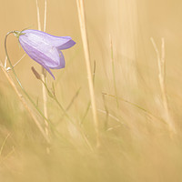 Buy canvas prints of Lone Harebell by Sue Dudley