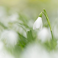 Buy canvas prints of Snowdrop Frenzy by Sue Dudley