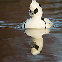 Buy canvas prints of Reflected Smew (portrait format) by Sue Dudley